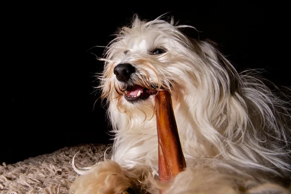 Met hond chew — Stockfoto