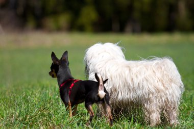uyanık köpek