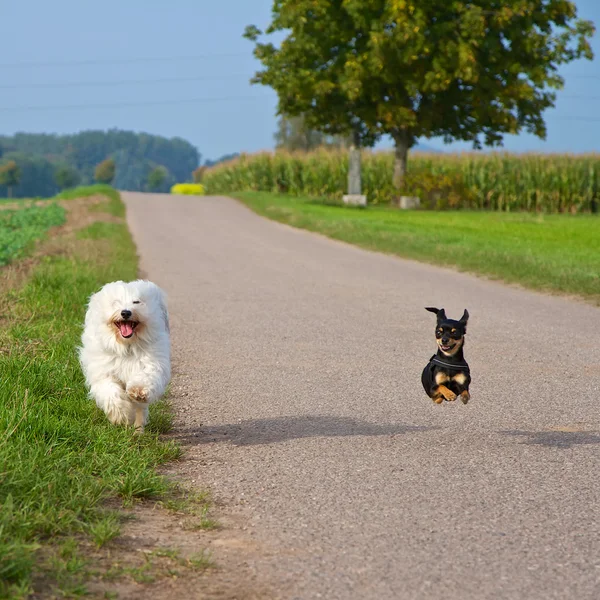Kutya verseny fény Stock Kép