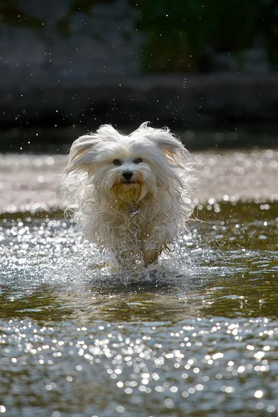 Chien d'eau — Photo