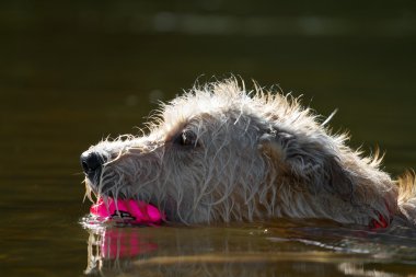 köpek oyuncak