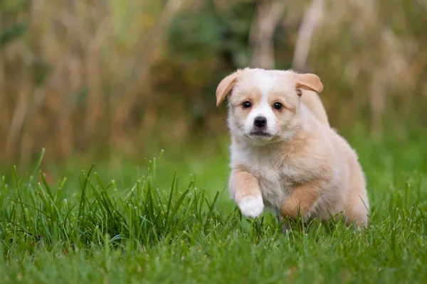 Puppy runs — Stock Photo, Image