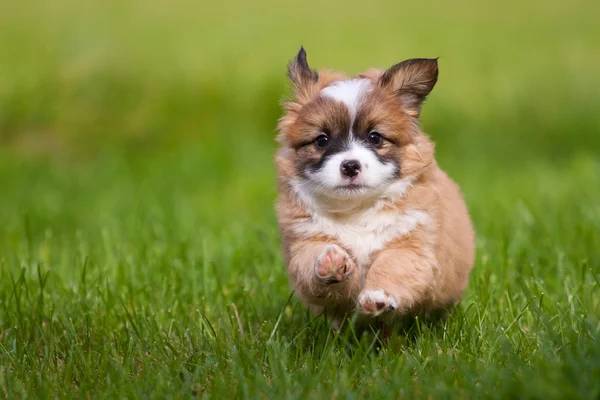 Puppy runs — Stock Photo, Image