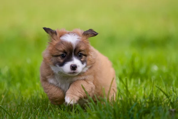 Young puppy dog — Stock Photo, Image