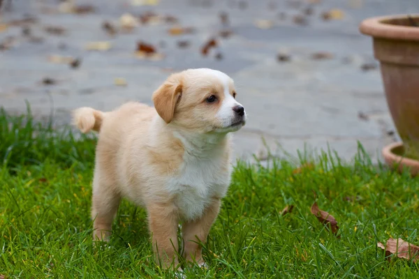 Tatlı köpek — Stok fotoğraf