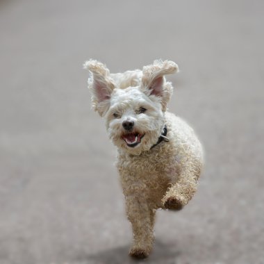 fil kulaklı köpek