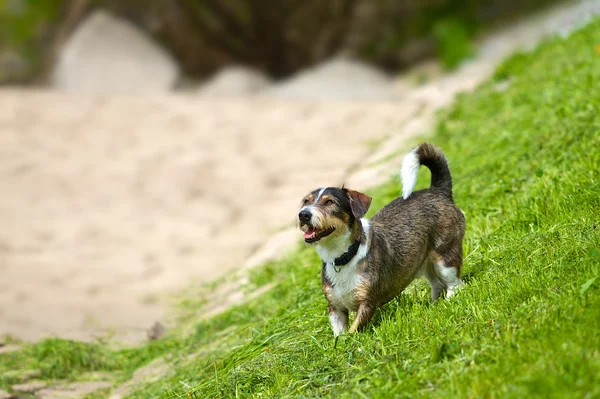 Terrier kigger opad - Stock-foto