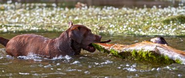 Labrador retriever yarım bir ağaç