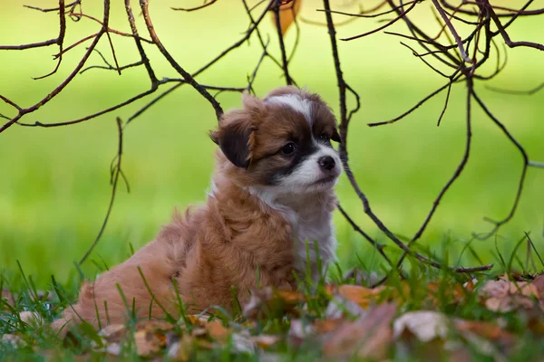 Hond puppy — Stockfoto