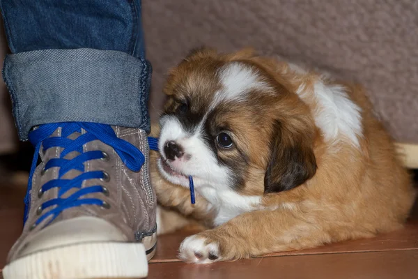 Puppy with laces — Stock Photo, Image