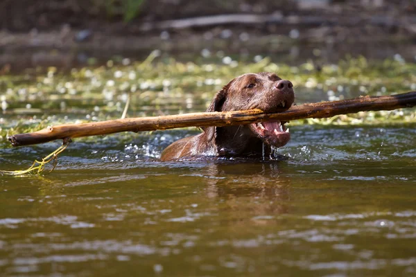 Labrador Retriever in retrieving — Stock Photo, Image