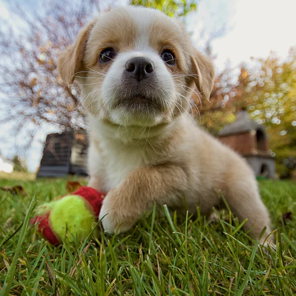 Animal Baby — Stock Photo, Image