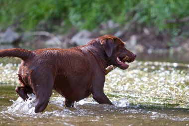 onun öğesinde Labrador geri almak