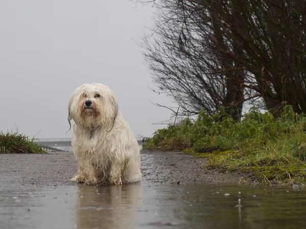 Hunden stående i regnet — Stockfoto