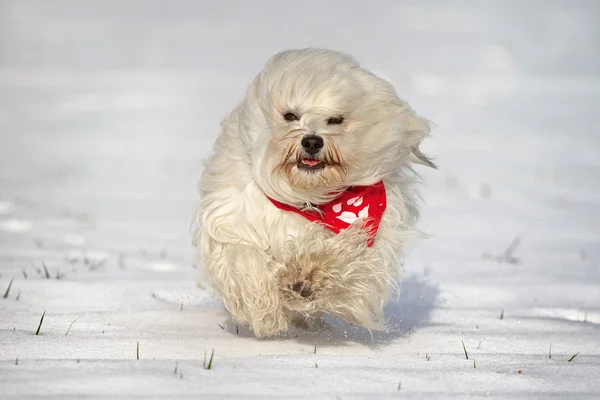 Hond met sjaal in de sneeuw — Stockfoto
