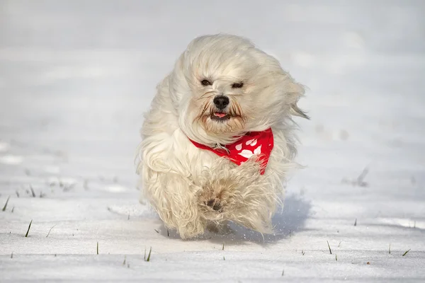 Dog with scarf in the snow — Stock Photo, Image