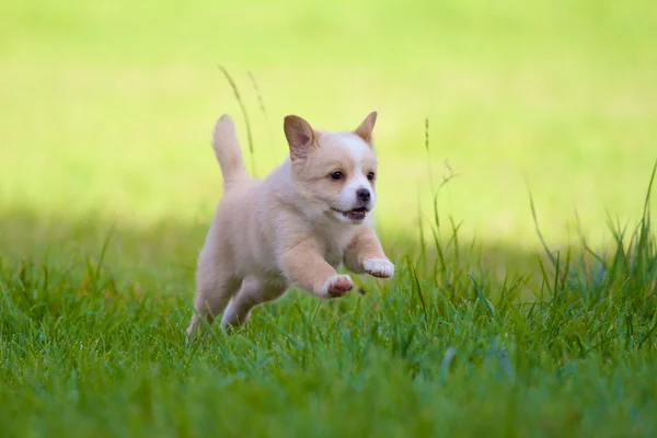 Puppy in volle actie — Stockfoto