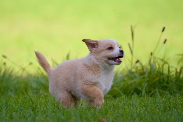 Versnelt een puppy — Stockfoto