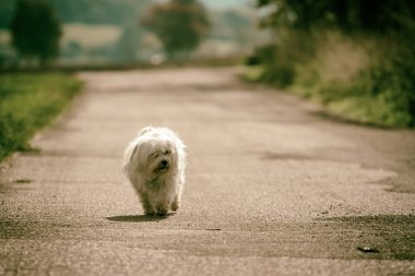 Küçük Köpek