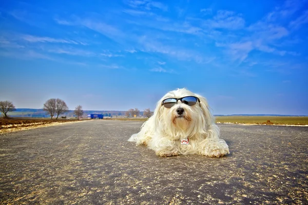 Güneş gözlüğü ile köpek — Stok fotoğraf