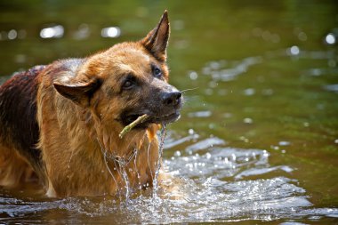 sopa ile Alman çoban