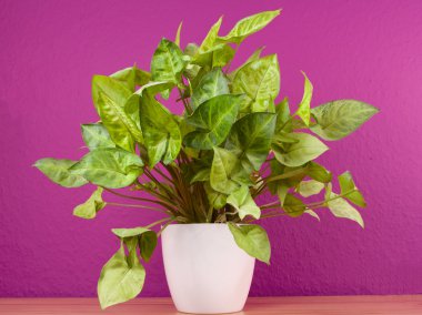syngonium podophyllum