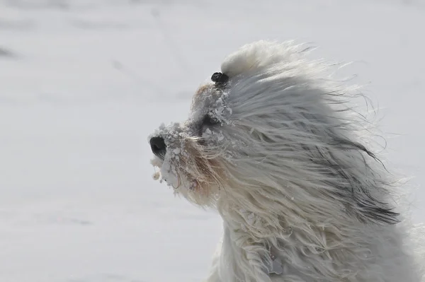 Hond in de wind — Stockfoto