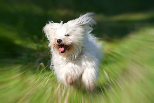 Schnell — Stockfoto