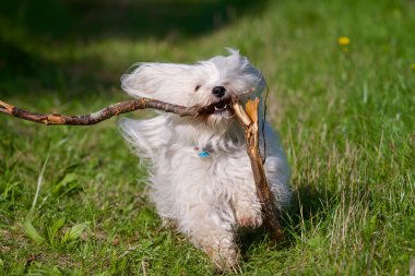 Hund mit Stöckchen