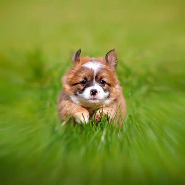 Köpek yavrusu — Stok fotoğraf