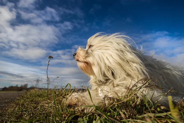 Hund i äng — Stockfoto