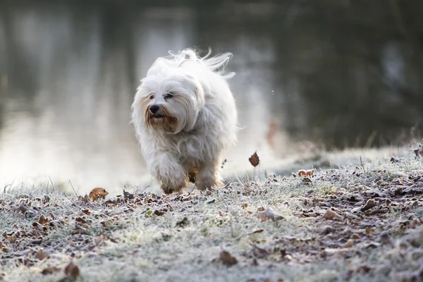 Un Havanese — Foto Stock