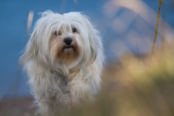 Zvířecí portrét havanese — Stock fotografie