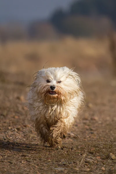 Tausendsassa — Stockfoto