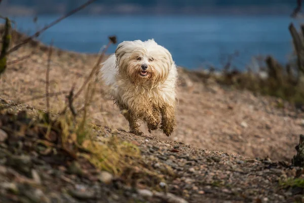Hond en de embankment — Stockfoto