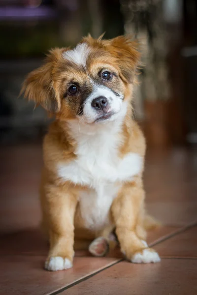 Zoete puppy met een schuin uitzicht — Stockfoto