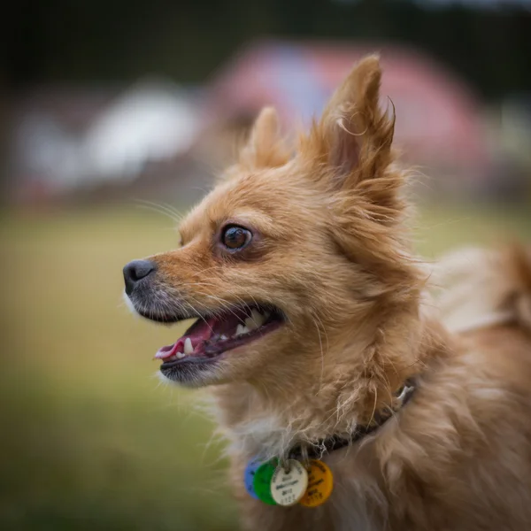 Hund mit Halsband — Stockfoto