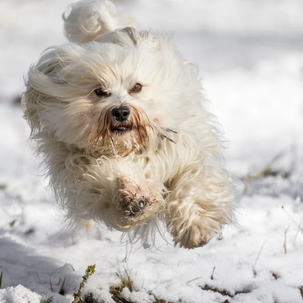 雪の中で飛行 — ストック写真