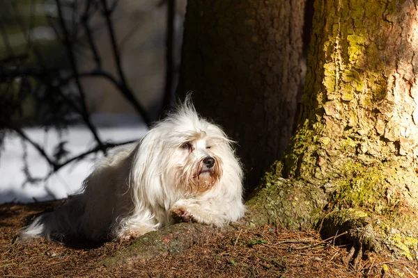 Hond terwijl zonnen — Stockfoto