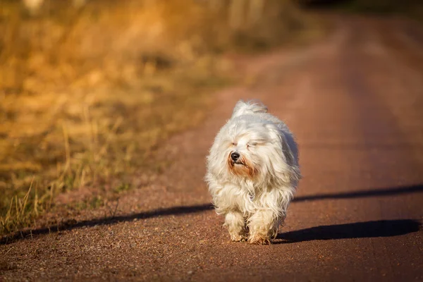 Evening sun — Stock Photo, Image