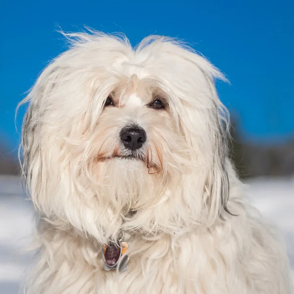 Portrait of a Havanese — Stock Photo, Image