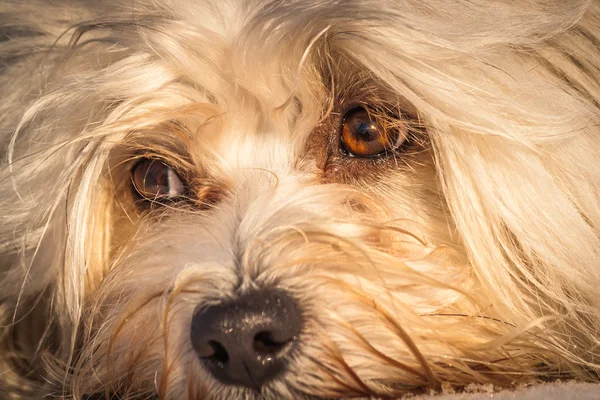 Olhos de cães — Fotografia de Stock