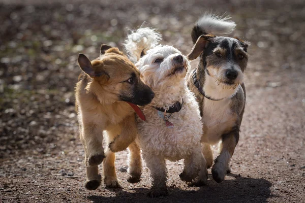 Four-legged Musketeers — Stock Photo, Image