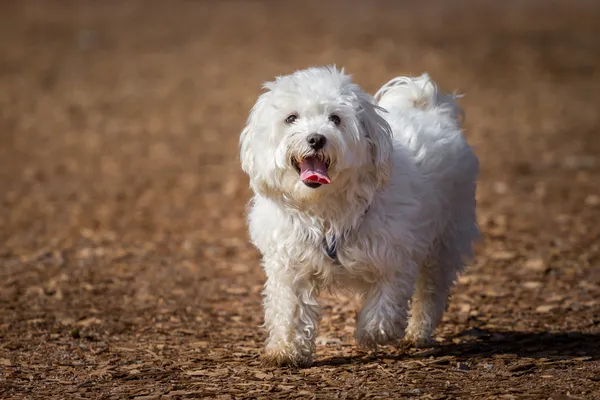 Maltese — Stock Photo, Image