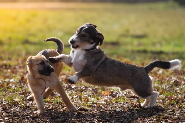 Attack — Stock Photo, Image