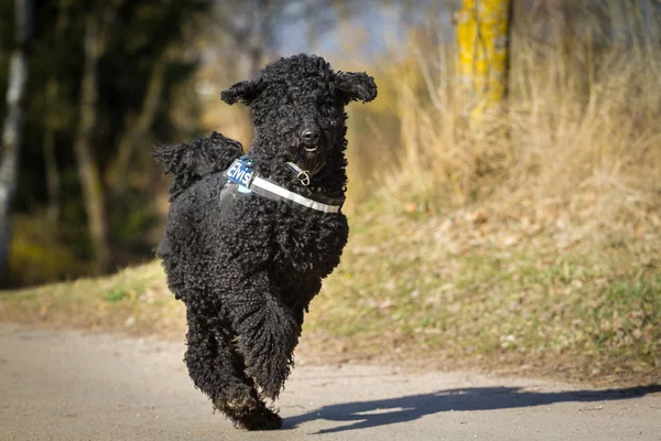 Caniche — Fotografia de Stock