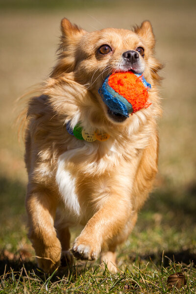 Dog with ball