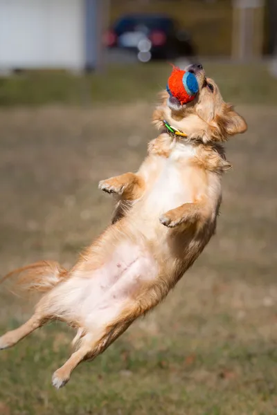 Catch ball — Stock Photo, Image