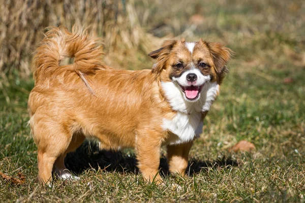 Hundeporträt — Stockfoto