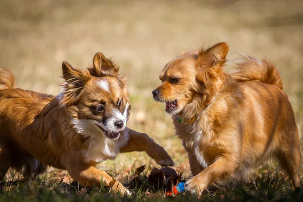 Jugando perros — Foto de Stock